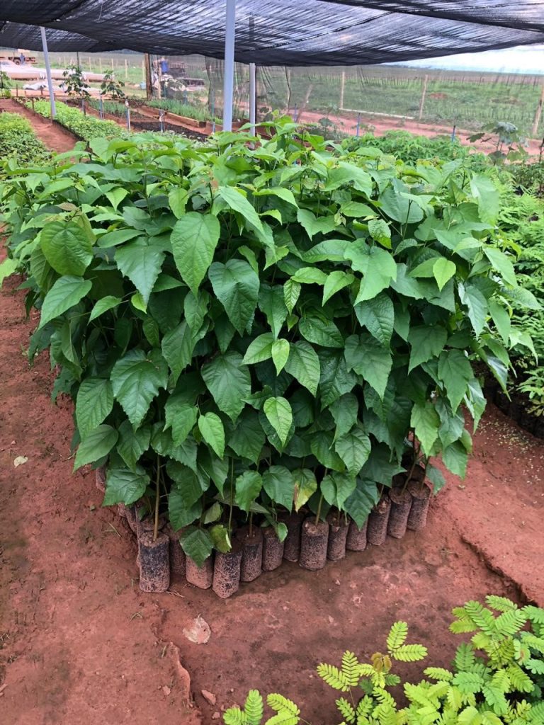 Viveiro de Mudas - Grupo JCN